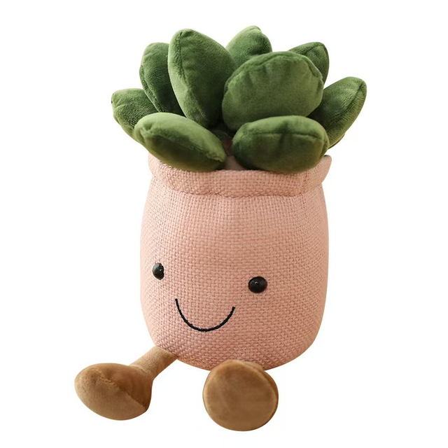 Plante en pot mignonne plantes succulentes