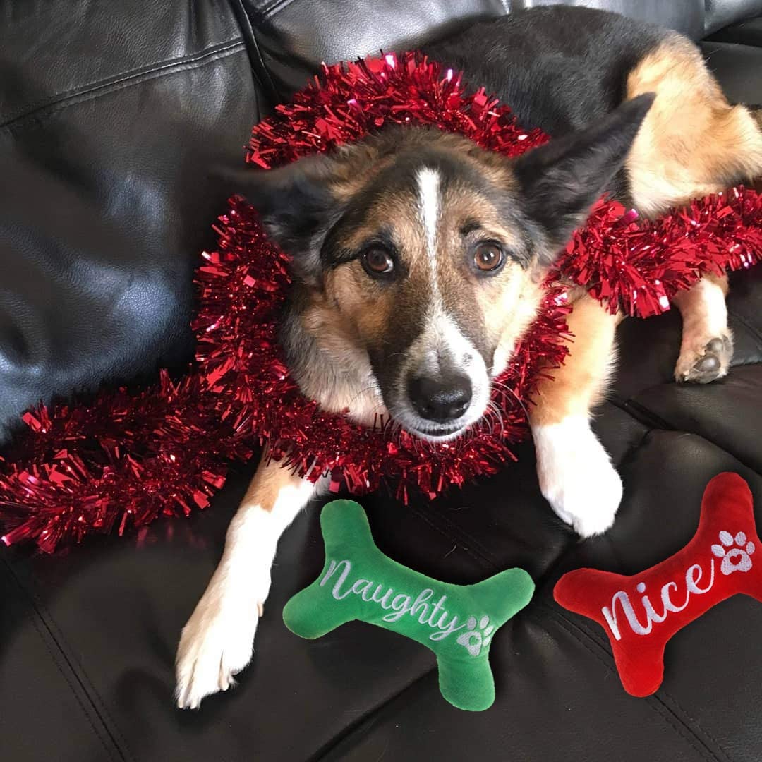 Come scegliere il peluche perfetto per il tuo cane